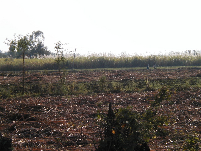 P1010006.JPG