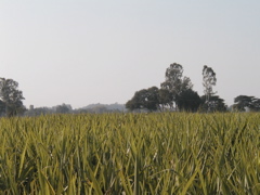 P1010009.JPG