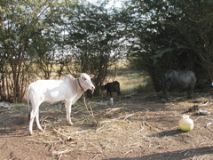 P1010011.JPG